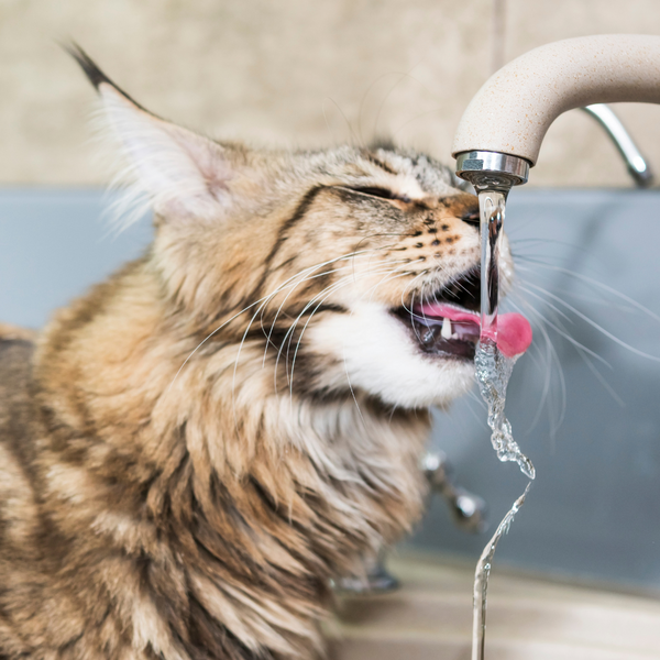 Hidratación en gatos, ¿por qué es importante?