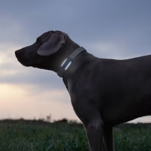 Cargar imagen en el visor de la galería, Tractive DOG 6 - Localizador GPS para perros
