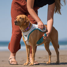 Cargar imagen en el visor de la galería, Non-Stop Dogwear - Cooling vest - Chaleco refrescante