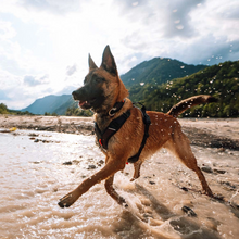 Cargar imagen en el visor de la galería, Non-Stop Dogwear Rock Harness