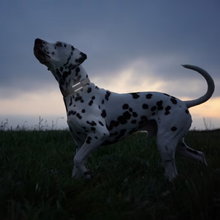 Cargar imagen en el visor de la galería, Tractive DOG 6 - Localizador GPS para perros