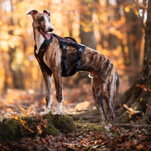 Cargar imagen en el visor de la galería, Non-Stop Dogwear Rock Harness Long - Arnés para perros