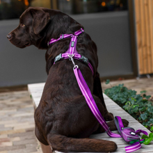 Cargar imagen en el visor de la galería, Arnés Dog Copenhagen Comfort Walk Air - Nuevo modelo V3