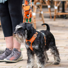 Cargar imagen en el visor de la galería, Arnés Dog Copenhagen Comfort Walk Air - Nuevo modelo V3