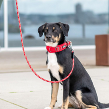 Cargar imagen en el visor de la galería, Collar Dog Copenhagen Urban Explorer - Nuevo modelo V3
