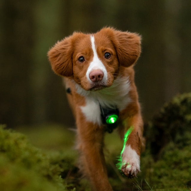 Orbiloc Dog Dual, luz LED para perros