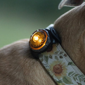 Orbiloc Dog Dual - Luz de seguridad Flasher
