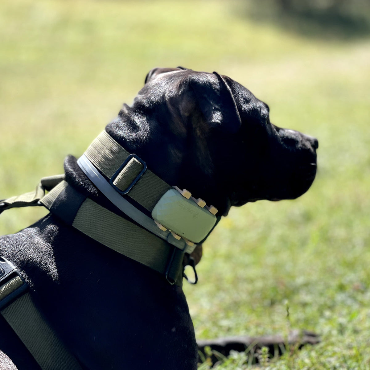 Tractive DOG 4 - Localizador GPS para perros