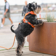 Cargar imagen en el visor de la galería, Arnés Dog Copenhagen Comfort Walk Pro - Modelo V3