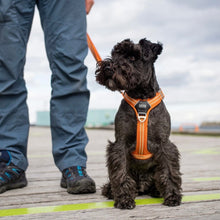 Cargar imagen en el visor de la galería, Arnés Dog Copenhagen Comfort Walk Air - Nuevo modelo V3