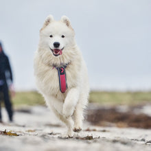 Cargar imagen en el visor de la galería, Non-Stop Dogwear Line Harness 5.0 Rachel Pohl  - Arnés para perros