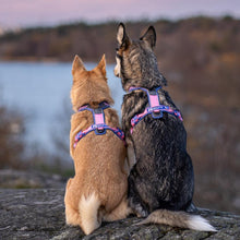 Cargar imagen en el visor de la galería, Non-Stop Dogwear Line Harness 5.0 Rachel Pohl  - Arnés para perros
