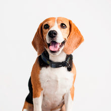 Cargar imagen en el visor de la galería, Collar Batman - For Fan Pets