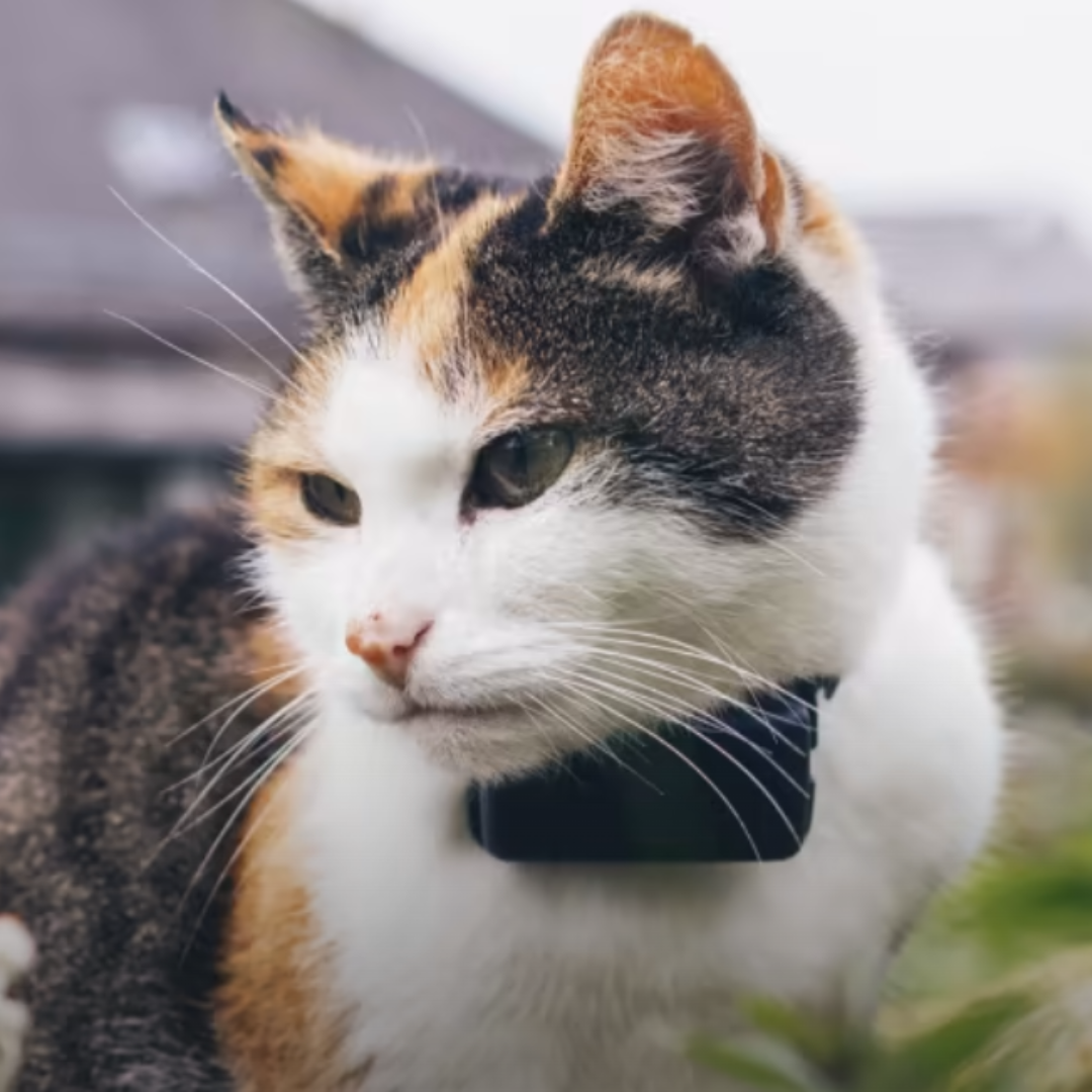 Localizador GPS para gatos - Tractive CAT Mini