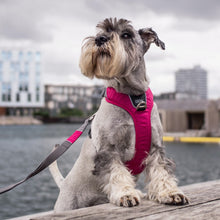 Cargar imagen en el visor de la galería, arnés Dog Copenhaguen