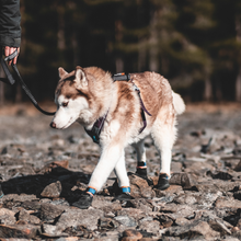 Cargar imagen en el visor de la galería, botitas de protección non-stop dogwear