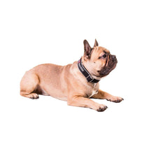 Cargar imagen en el visor de la galería, Non-Stop Dogwear Polar Click Collar - Collar para perros