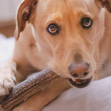 Cargar imagen en el visor de la galería, Asta de ciervo