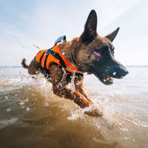 Non-Stop Dogwear - Safe Life Jacket 2.0 - Chaleco salvavidas