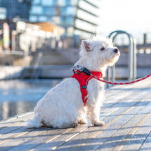 Cargar imagen en el visor de la galería, Arnés Dog Copenhagen Comfort Walk Go