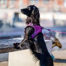 Cargar imagen en el visor de la galería, Arnés Dog Copenhagen Comfort Walk Go
