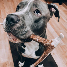 Cargar imagen en el visor de la galería, Asta de ciervo