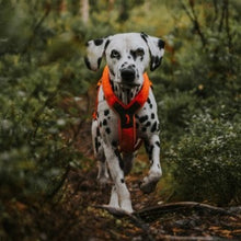 Cargar imagen en el visor de la galería, Non-Stop Dogwear Line Harness 5.0  - Arnés para perros
