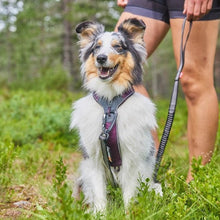 Cargar imagen en el visor de la galería, Non-Stop Dogwear Line Harness 5.0  - Arnés para perros