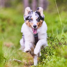 Cargar imagen en el visor de la galería, Non-Stop Dogwear Line Harness 5.0  - Arnés para perros