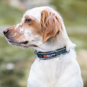 Non-Stop Dogwear Roam Collar - Collar para perros