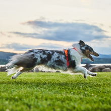 Cargar imagen en el visor de la galería, Non-Stop Dogwear Line Harness 5.0  - Arnés para perros