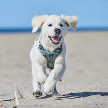 Cargar imagen en el visor de la galería, Non-Stop Dogwear Ramble Harness