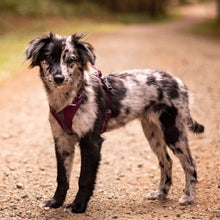 Cargar imagen en el visor de la galería, Non-Stop Dogwear Ramble Harness