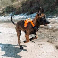 Cargar imagen en el visor de la galería, Non-Stop Dogwear Ramble Harness