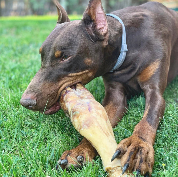 Masticación para mi perro, ¡claro que sí!