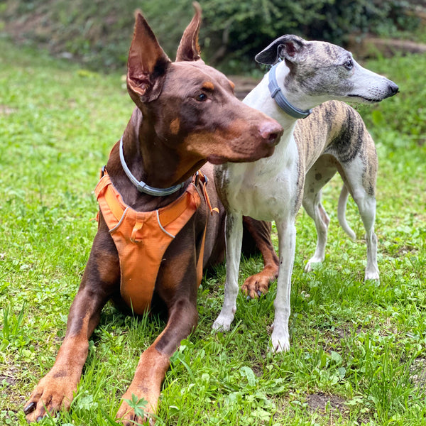 Feliz día a todos nuestros perros