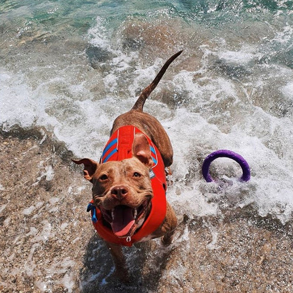 Productos TOP para tu perro en verano
