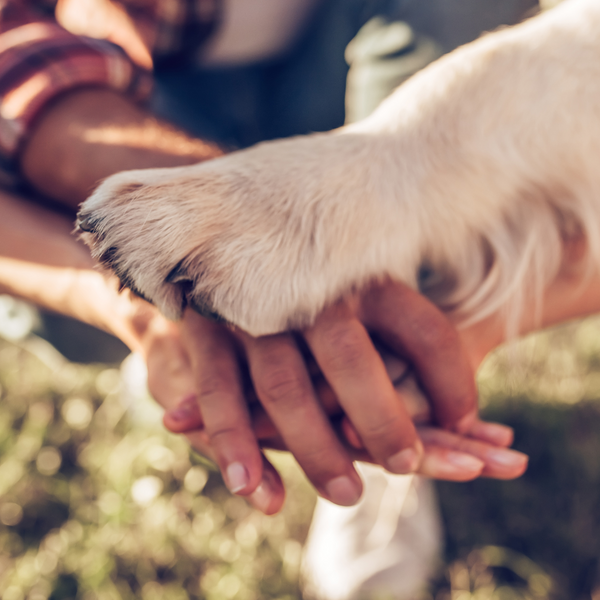 ¿Qué tengo que saber de la Ley de Bienestar Animal?