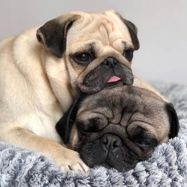Dos Pug que te alegrarán el día