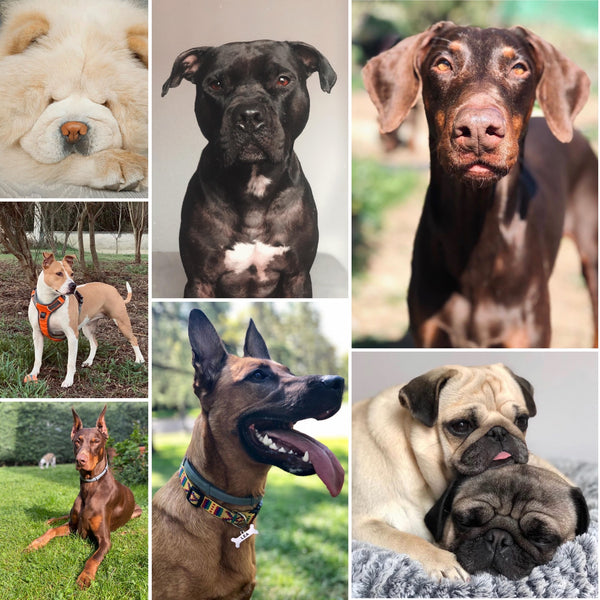 Día Internacional del Perro