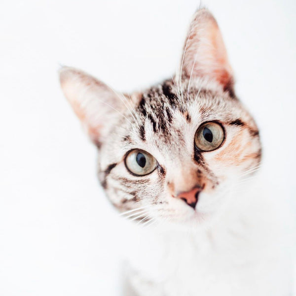 Día Internacional del Gato