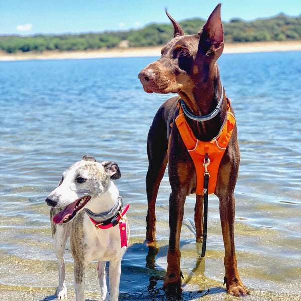 Nos vamos de paseo largo, ¿cómo doy de comer a mi perro?