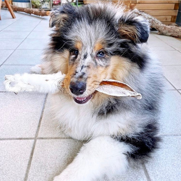 Un cachorro en casa