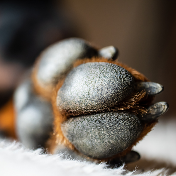 ¿Cómo cuido las almohadillas de mi perro?