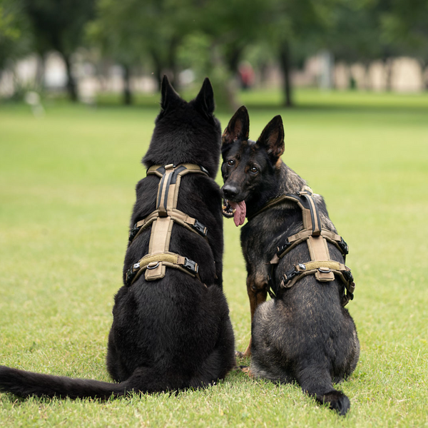 Elige el mejor arnés Non-Stop Dogwear para tu perro