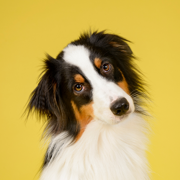 ¿Cómo cuido la piel y el pelo de mi perro?
