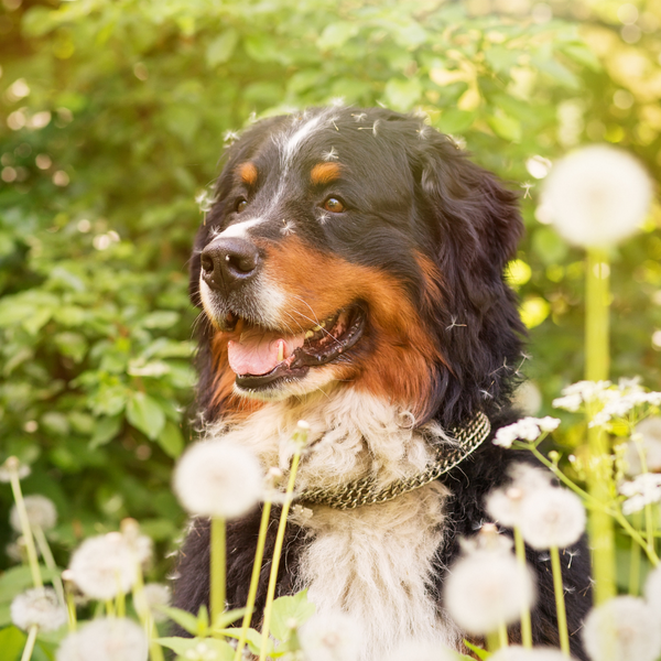 Fitoterapia para perros