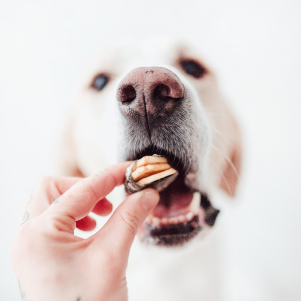 snacks naturales para perros