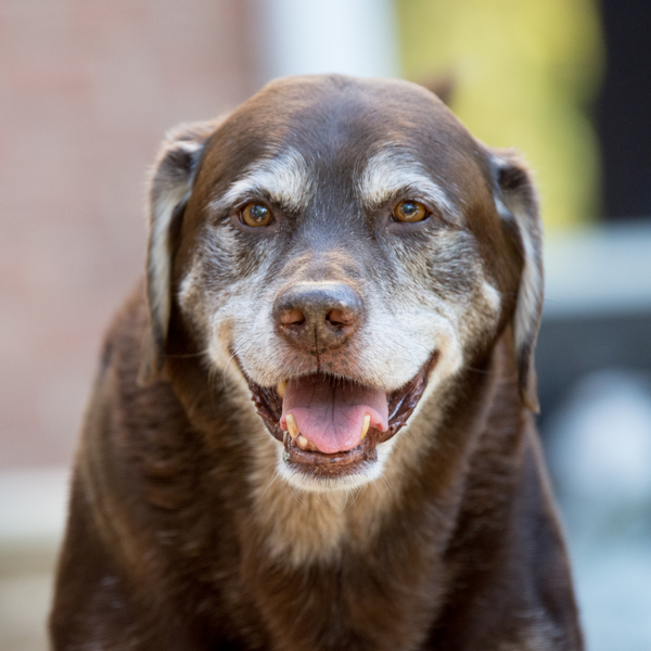 ¿Cómo cuidar a un perro senior?