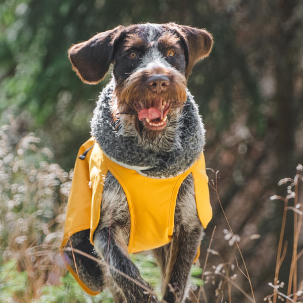 ¿Cómo elegir el mejor chubasquero o abrigo para mi perro?